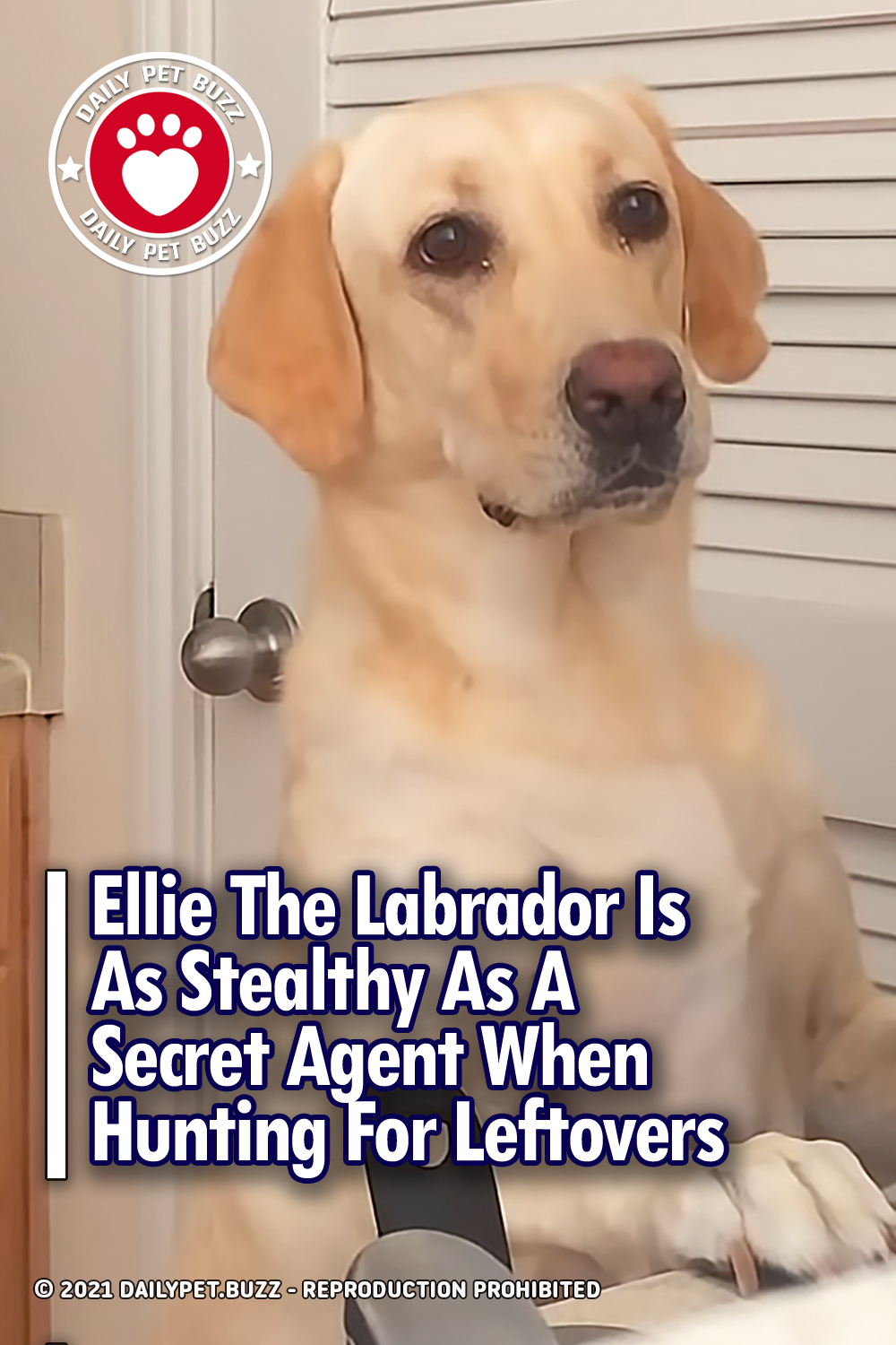 Ellie The Labrador Is As Stealthy As A Secret Agent When Hunting For Leftovers