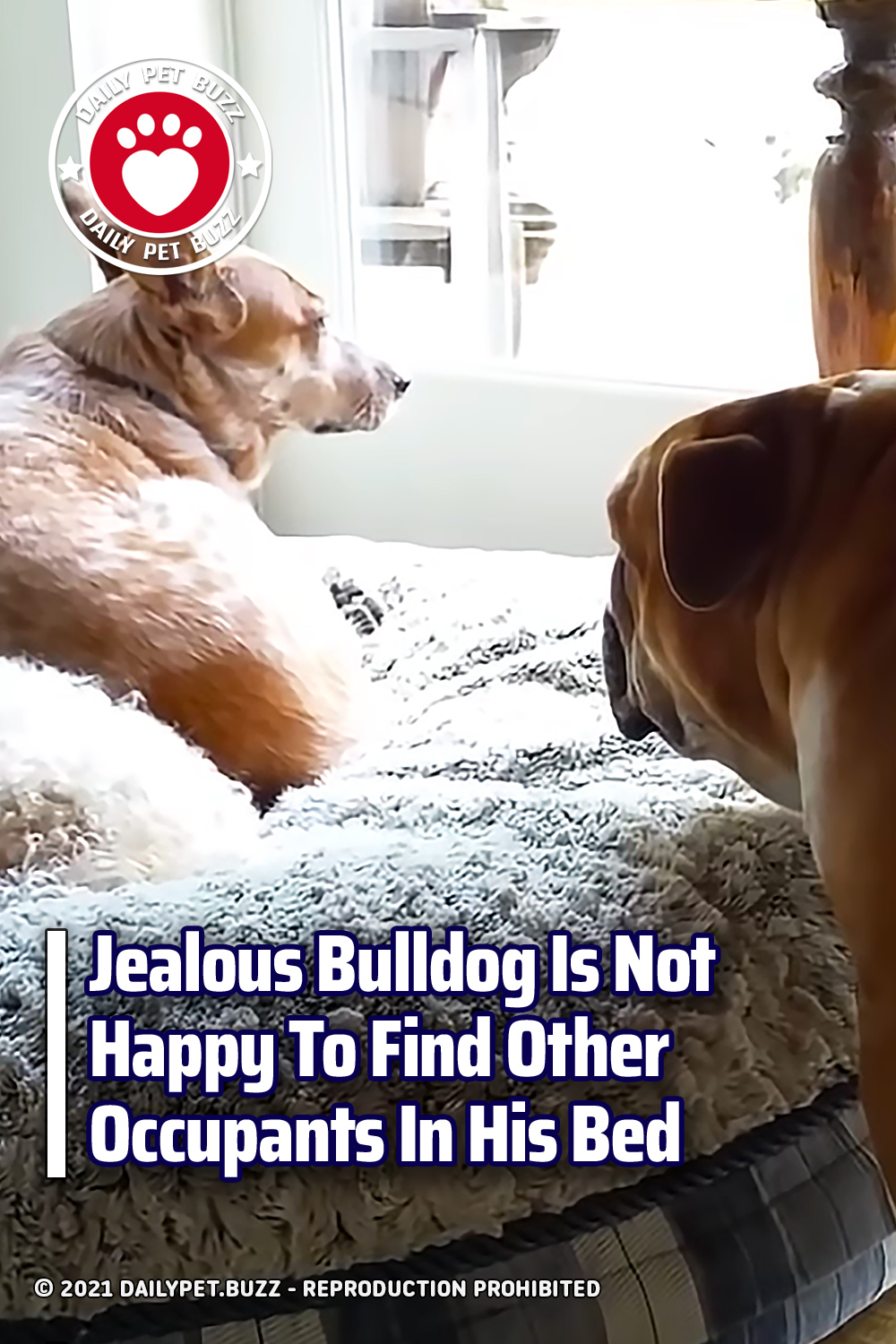 Jealous Bulldog Is Not Happy To Find Other Occupants In His Bed