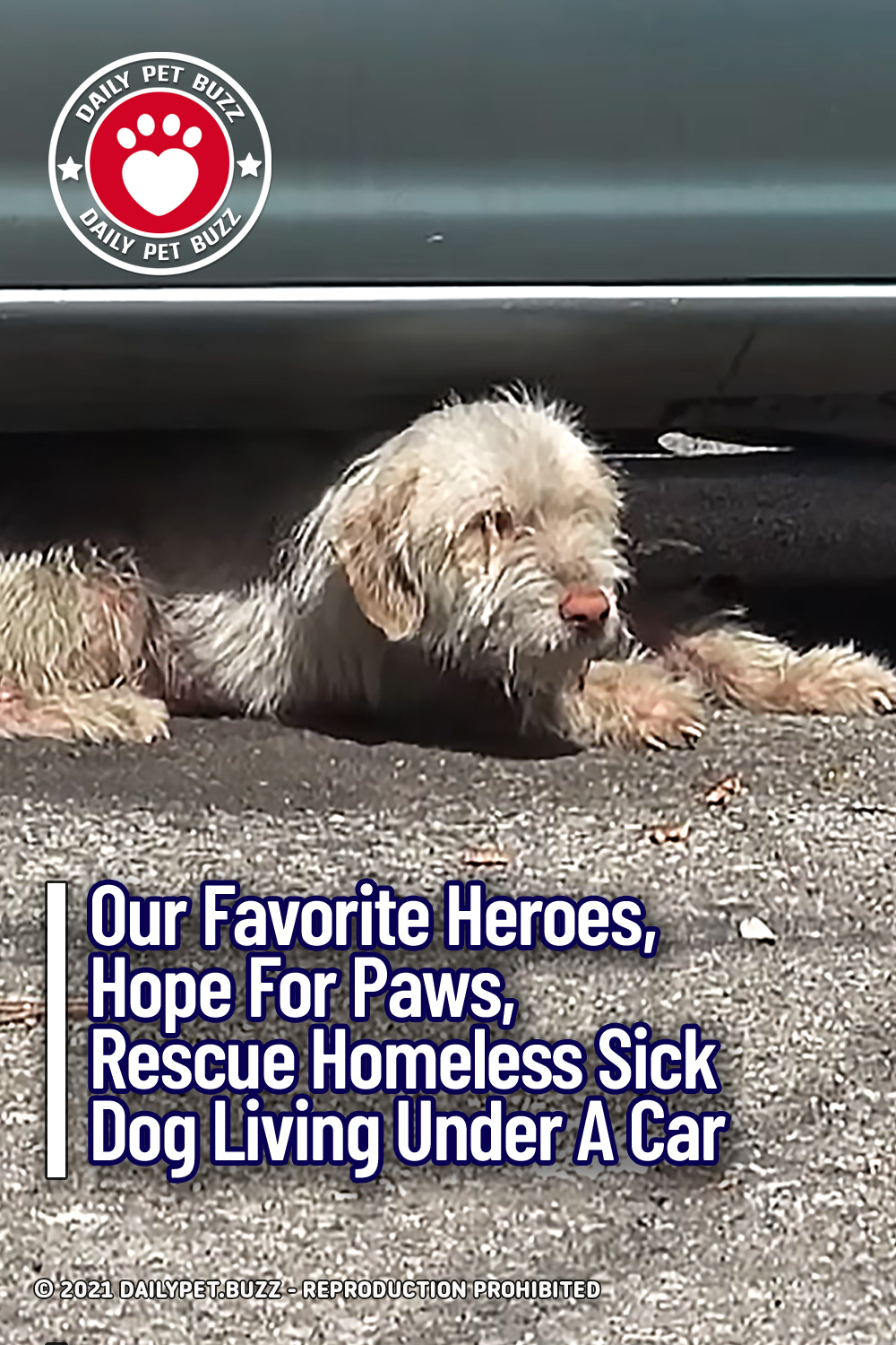 Our Favorite Heroes, Hope For Paws, Rescue Homeless Sick Dog Living Under A Car
