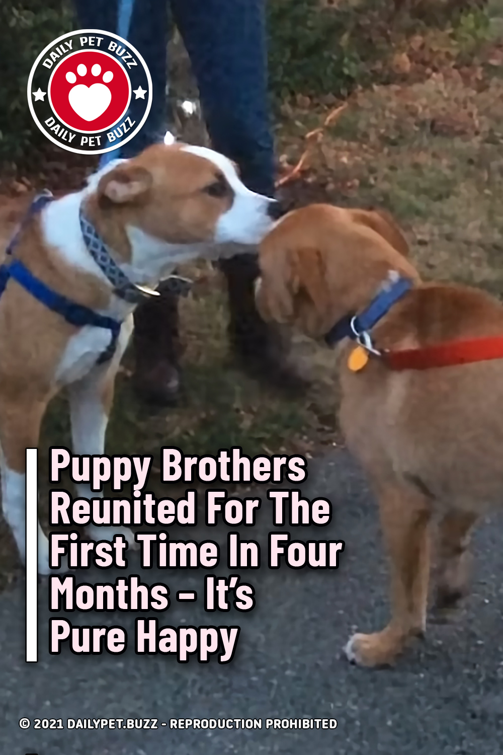 Puppy Brothers Reunited For The First Time In Four Months – It\'s Pure Happy