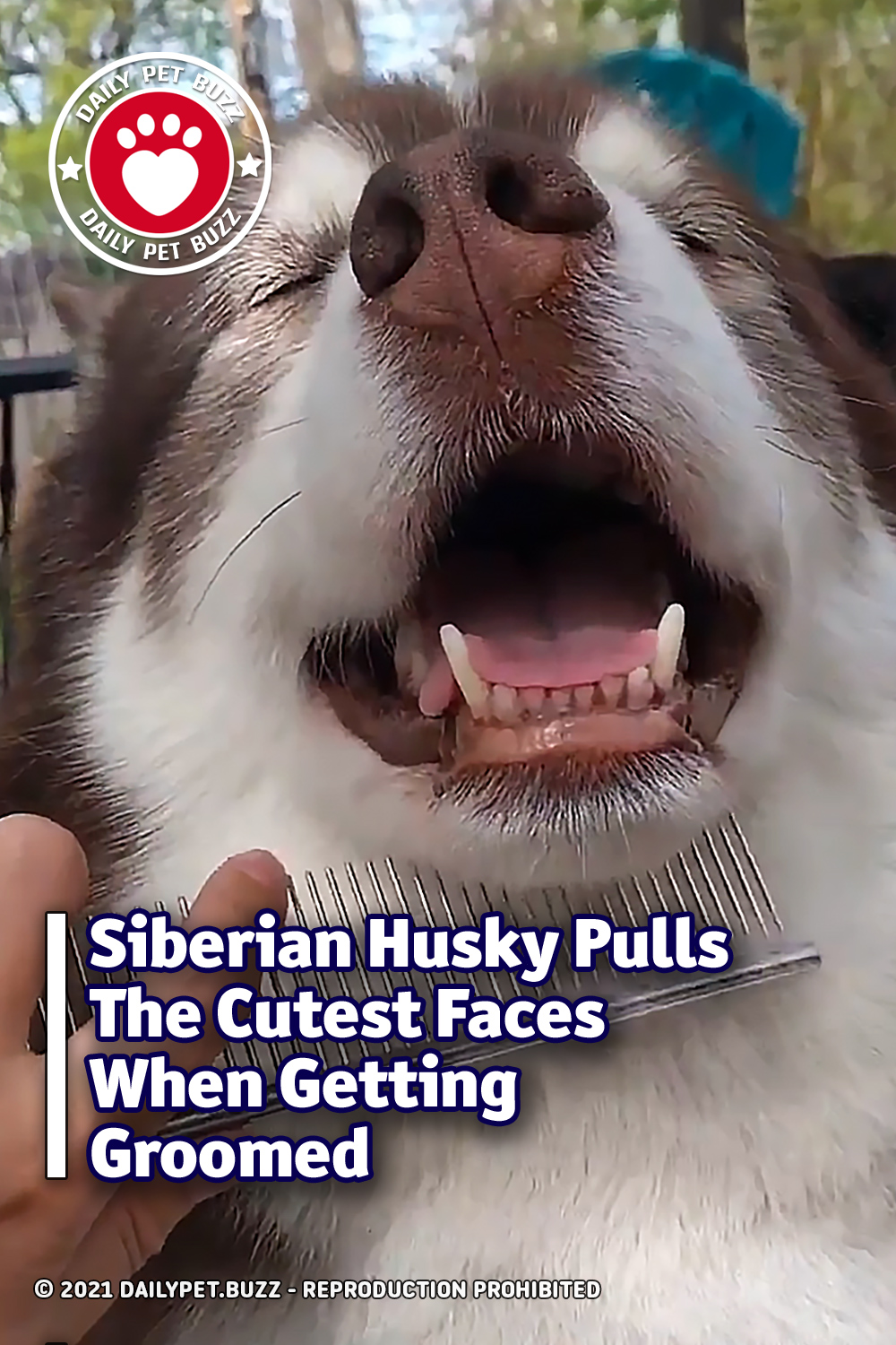 Siberian Husky Pulls The Cutest Faces When Getting Groomed