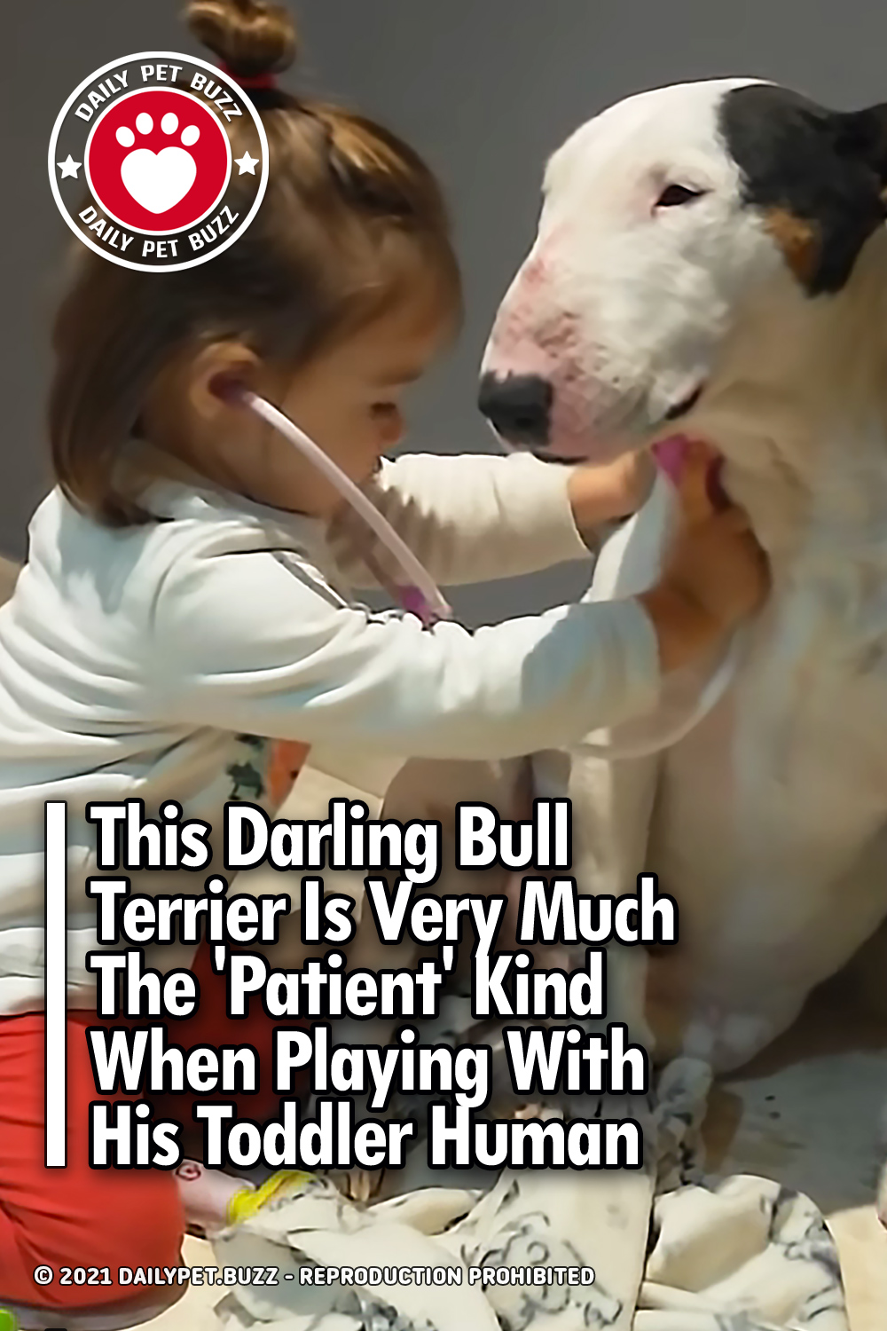 This Darling Bull Terrier Is Very Much The \'Patient\' Kind When Playing With His Toddler Human