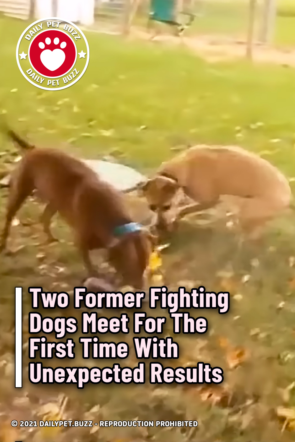 Two Former Fighting Dogs Meet For The First Time With Unexpected Results