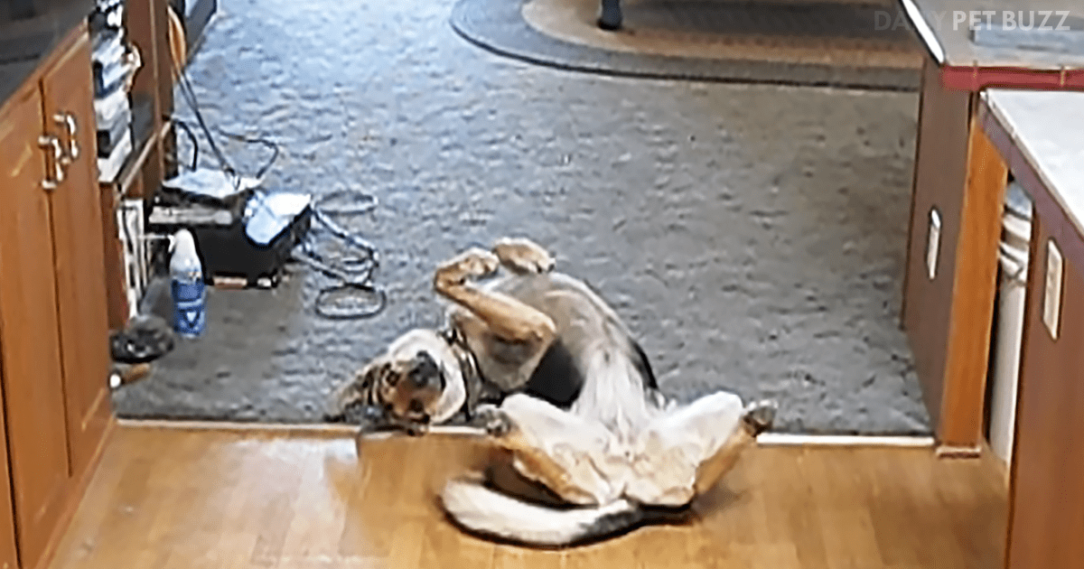 Adorable German Shepherd Does The Best Ever 'Play Dead'
