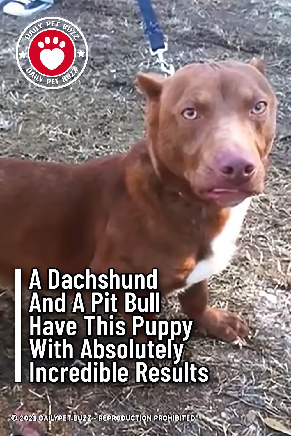 A Dachshund And A Pit Bull Have This Puppy With Absolutely Incredible Results