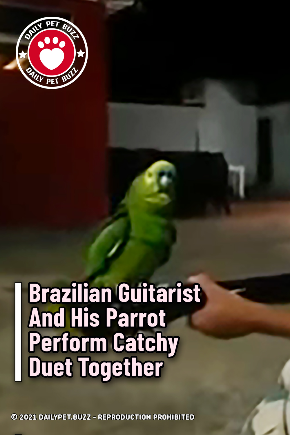 Brazilian Guitarist And His Parrot Perform Catchy Duet Together