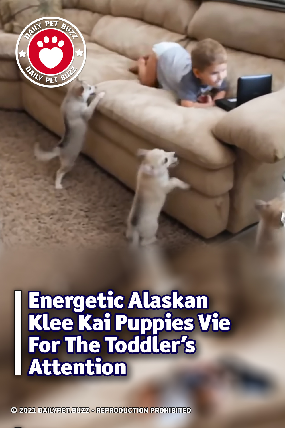 Energetic Alaskan Klee Kai Puppies Vie For The Toddler\'s Attention
