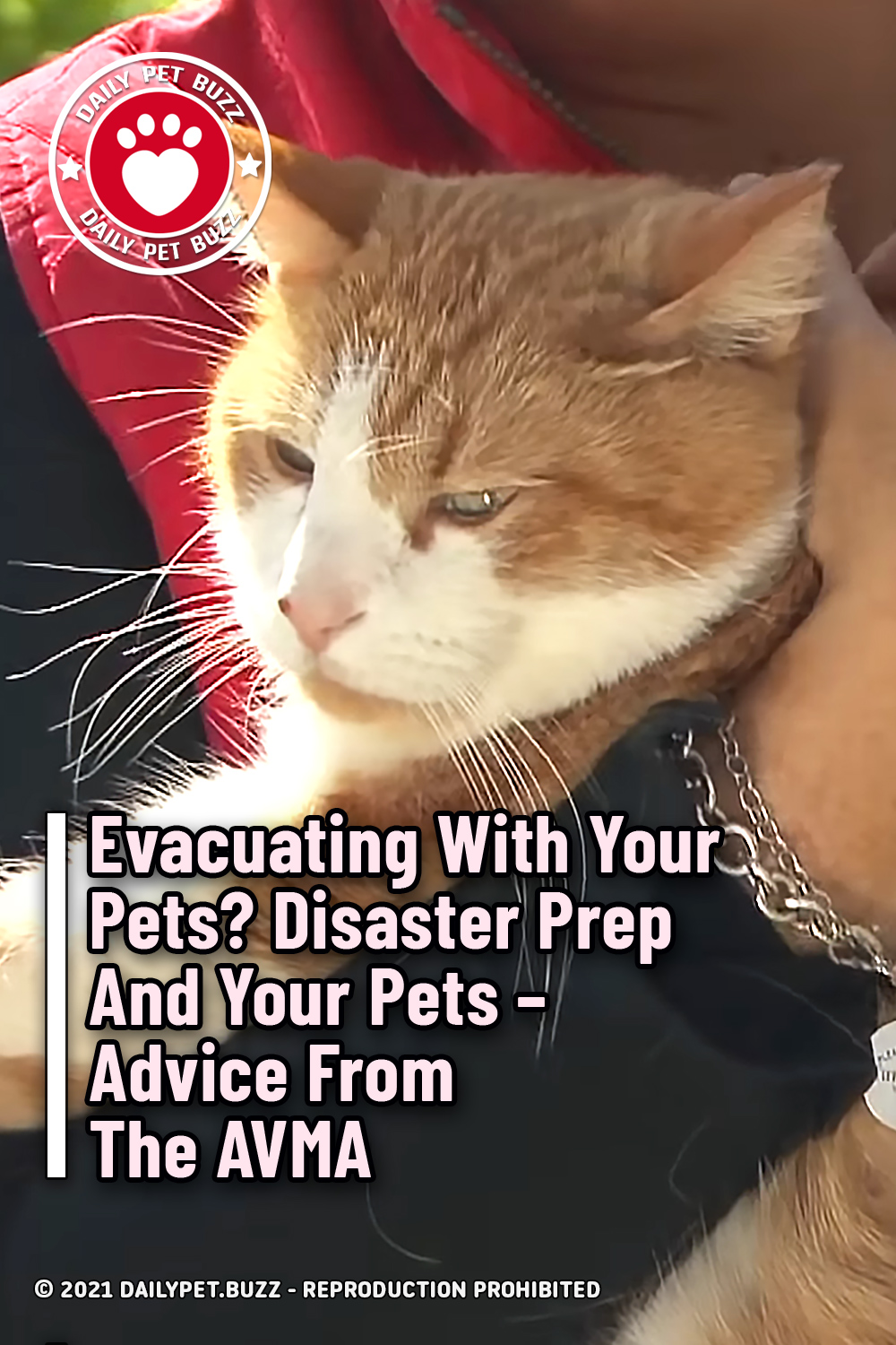 Evacuating With Your Pets? Disaster Prep And Your Pets – Advice From The AVMA