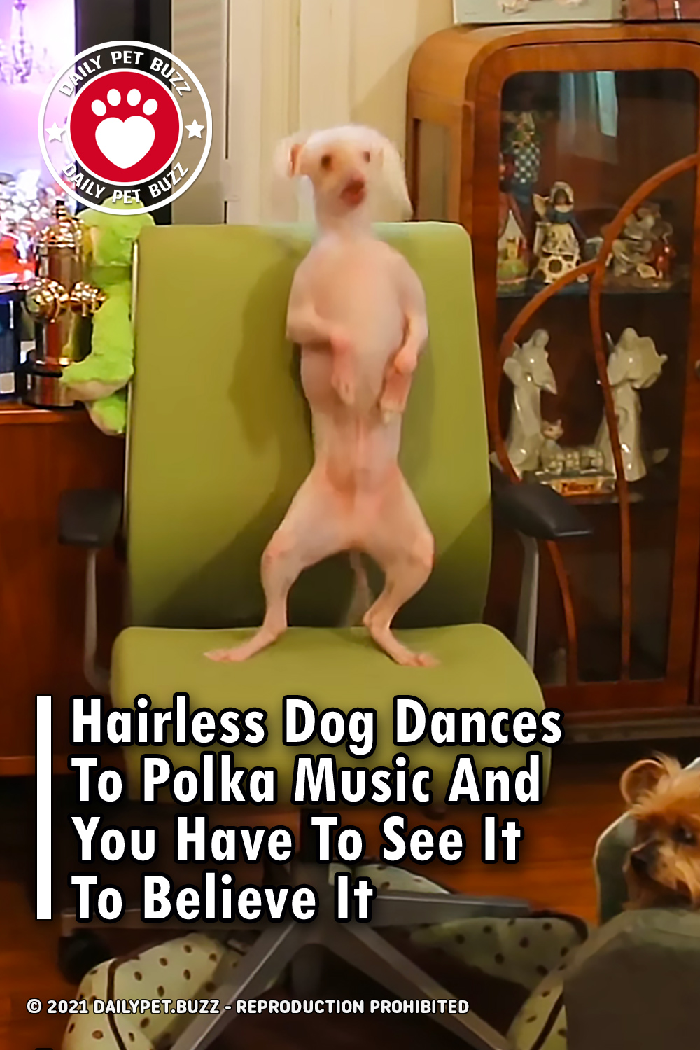 Hairless Dog Dances To Polka Music And You Have To See It To Believe It
