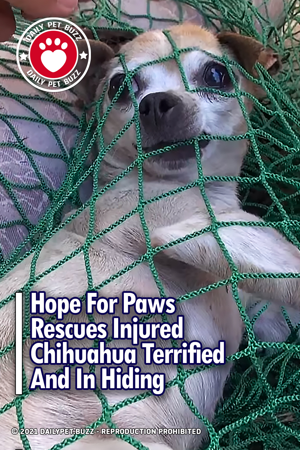Hope For Paws Rescues Injured Chihuahua Terrified And In Hiding