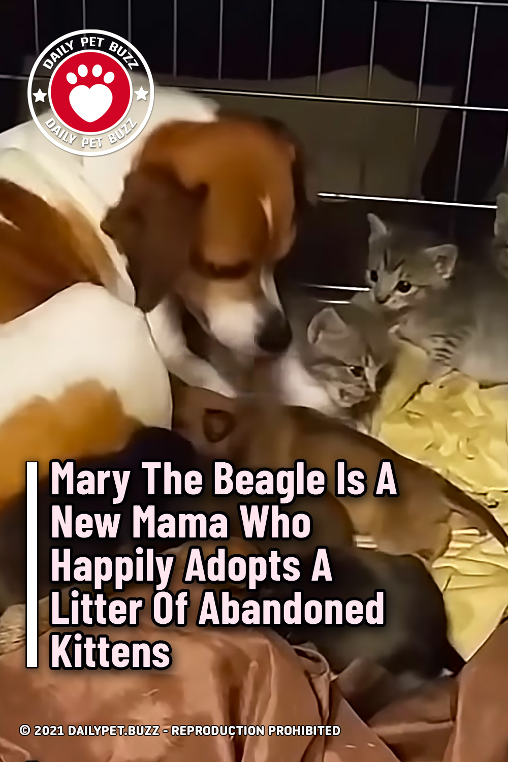 Mary The Beagle Is A New Mama Who Happily Adopts A Litter Of Abandoned Kittens