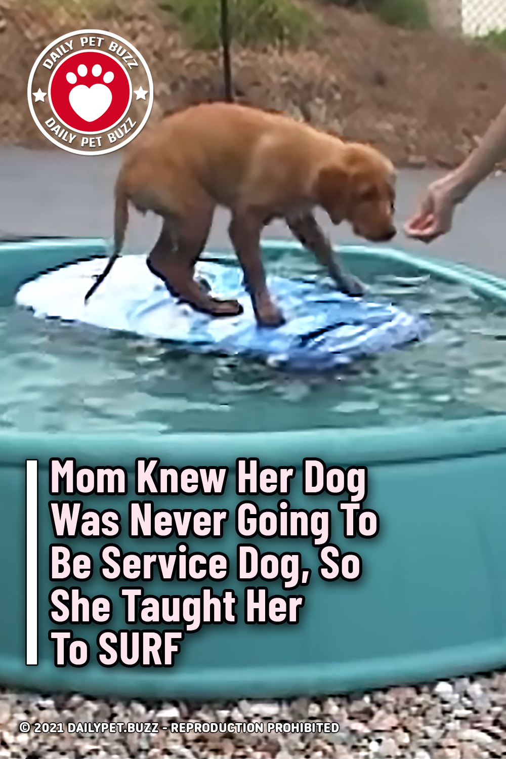 Mom Knew Her Dog Was Never Going To Be Service Dog, So She Taught Her To SURF