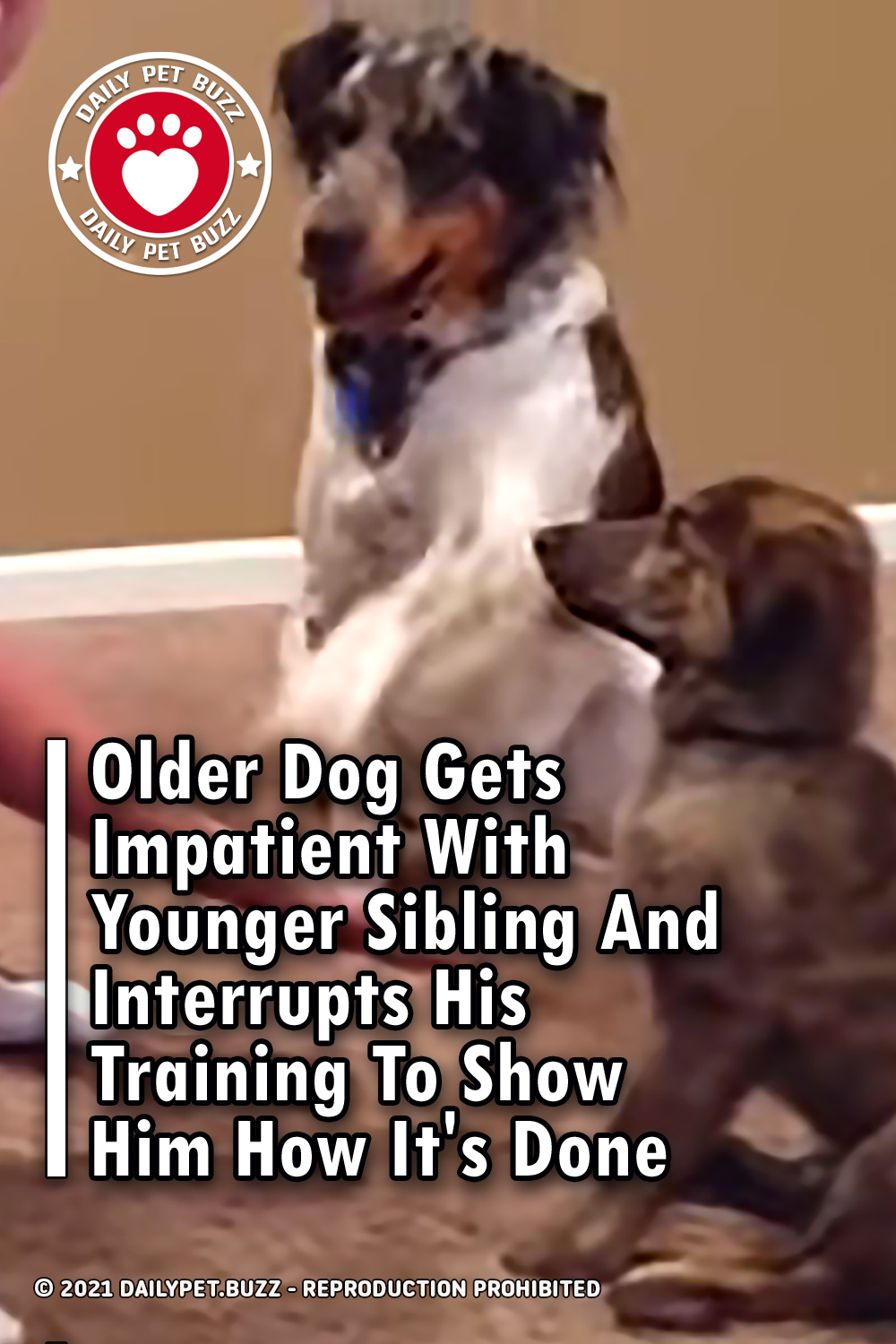 Older Dog Gets Impatient With Younger Sibling And Interrupts His Training To Show Him How It\'s Done