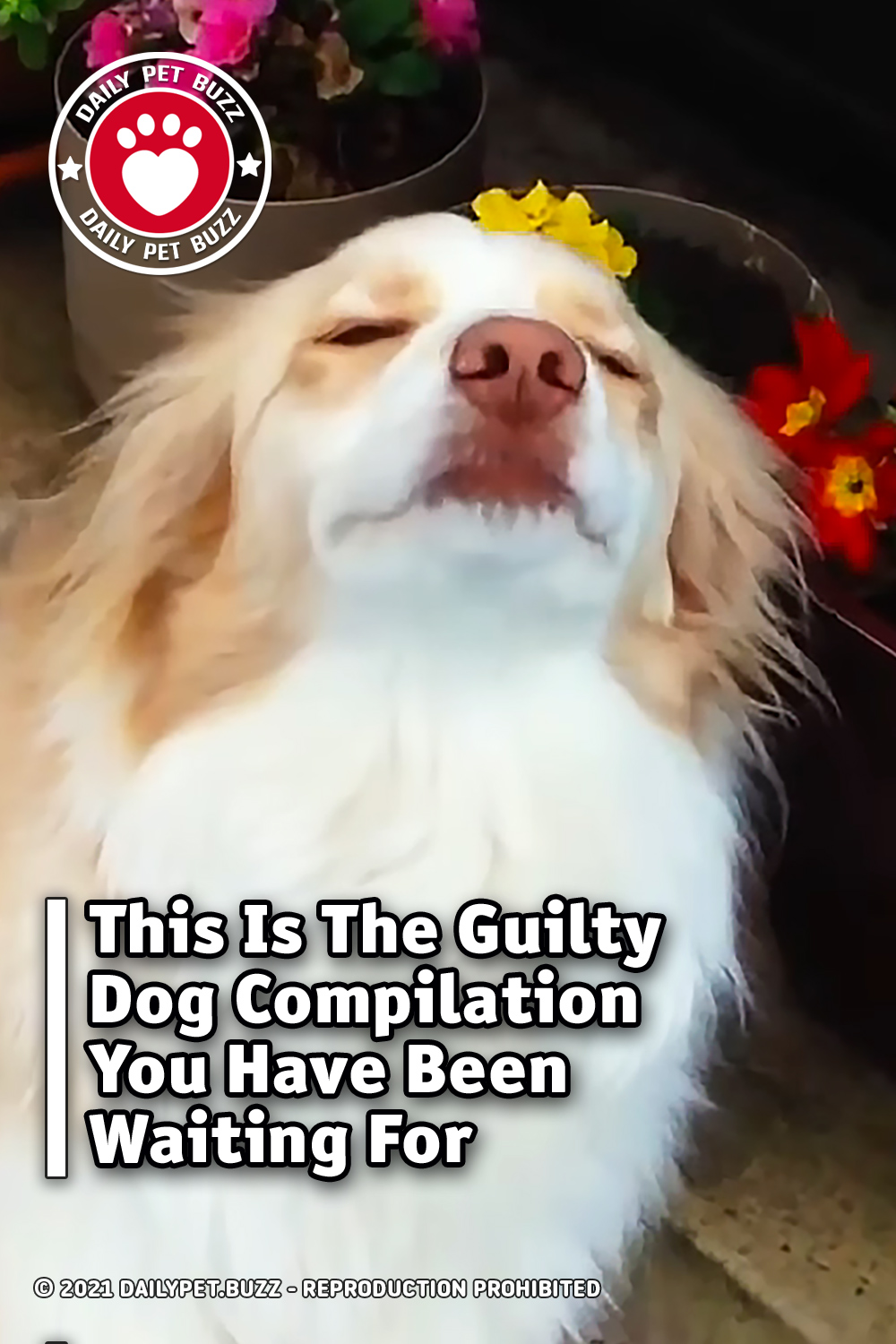 This Is The Guilty Dog Compilation You Have Been Waiting For