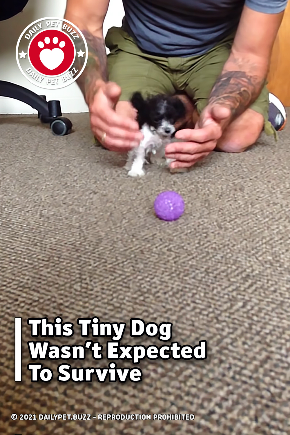This Tiny Dog Wasn\'t Expected To Survive