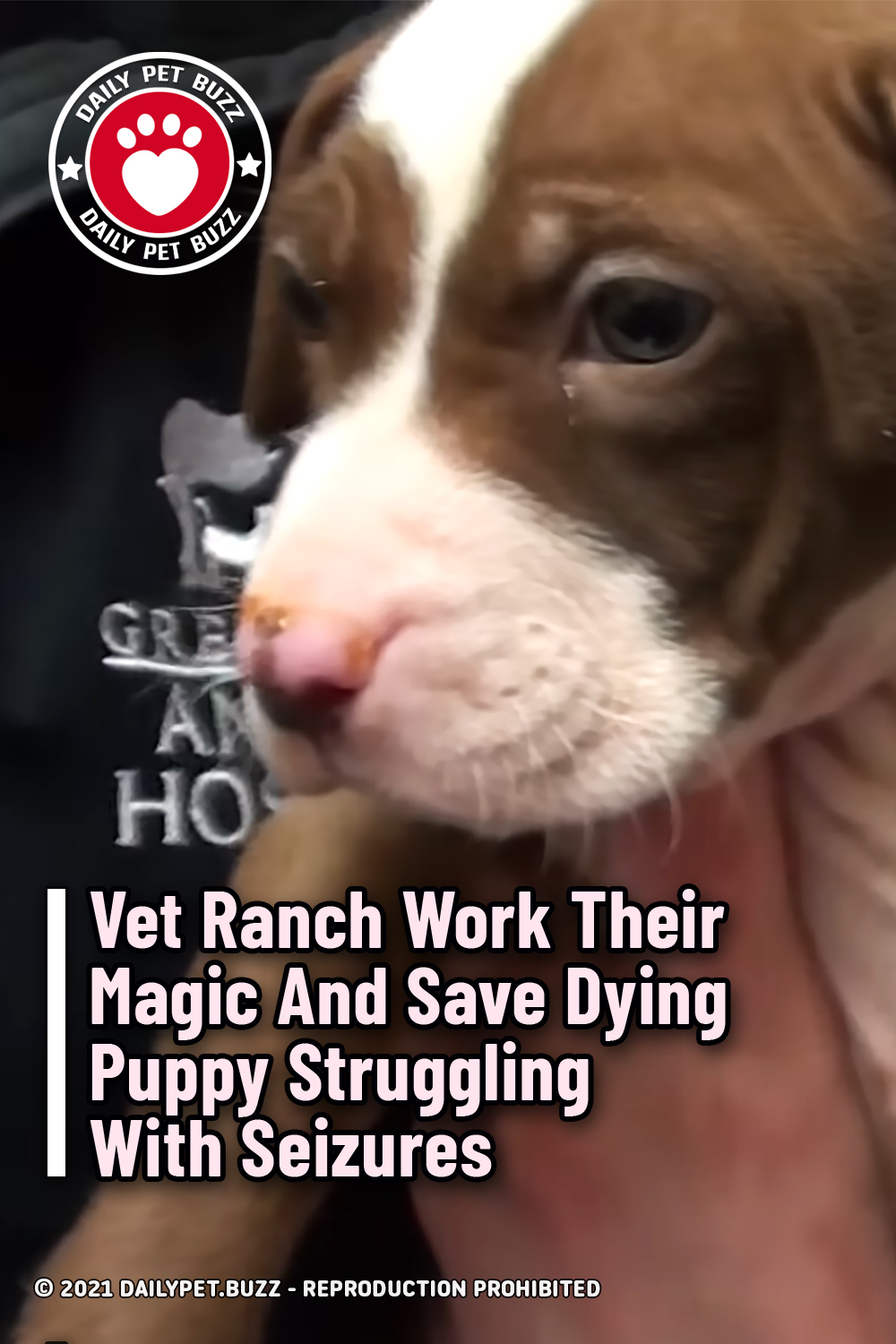 Vet Ranch Work Their Magic And Save Dying Puppy Struggling With Seizures