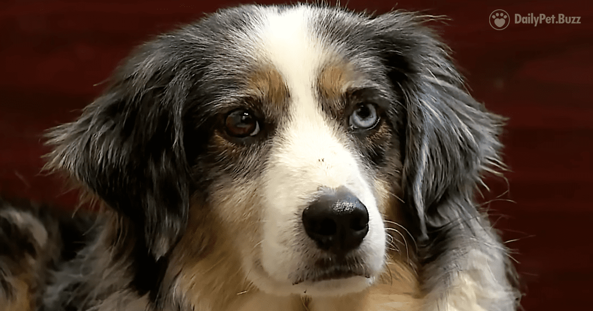 Beautiful Australian Shepherd Was Homeless For Almost Four Years – This Guy Is Quite The Survivor