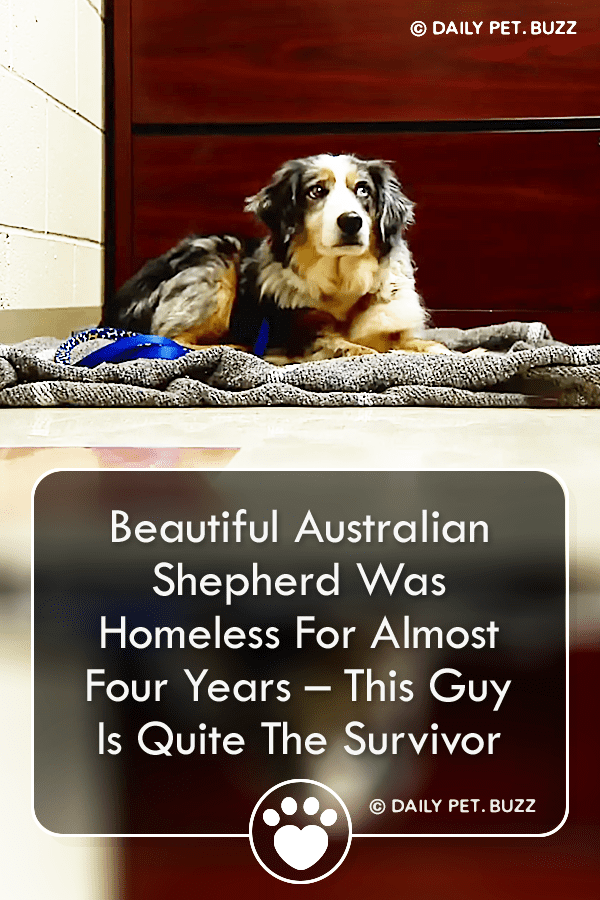 Beautiful Australian Shepherd Was Homeless For Almost Four Years – This Guy Is Quite The Survivor