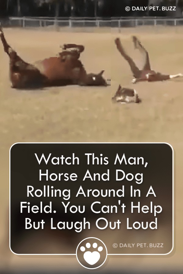 Watch This Man, Horse And Dog Rolling Around In A Field. You Can\'t Help But Laugh Out Loud