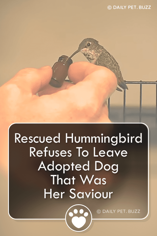 Rescued Hummingbird Refuses To Leave Adopted Dog That Was Her Saviour