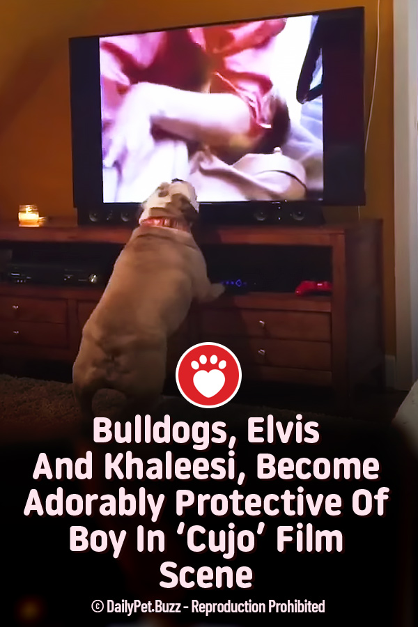 Bulldogs, Elvis And Khaleesi, Become Adorably Protective Of Boy In \'Cujo\' Film Scene