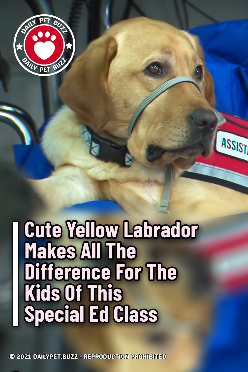 Cute Yellow Labrador Makes All The Difference For The Kids Of This Special Ed Class