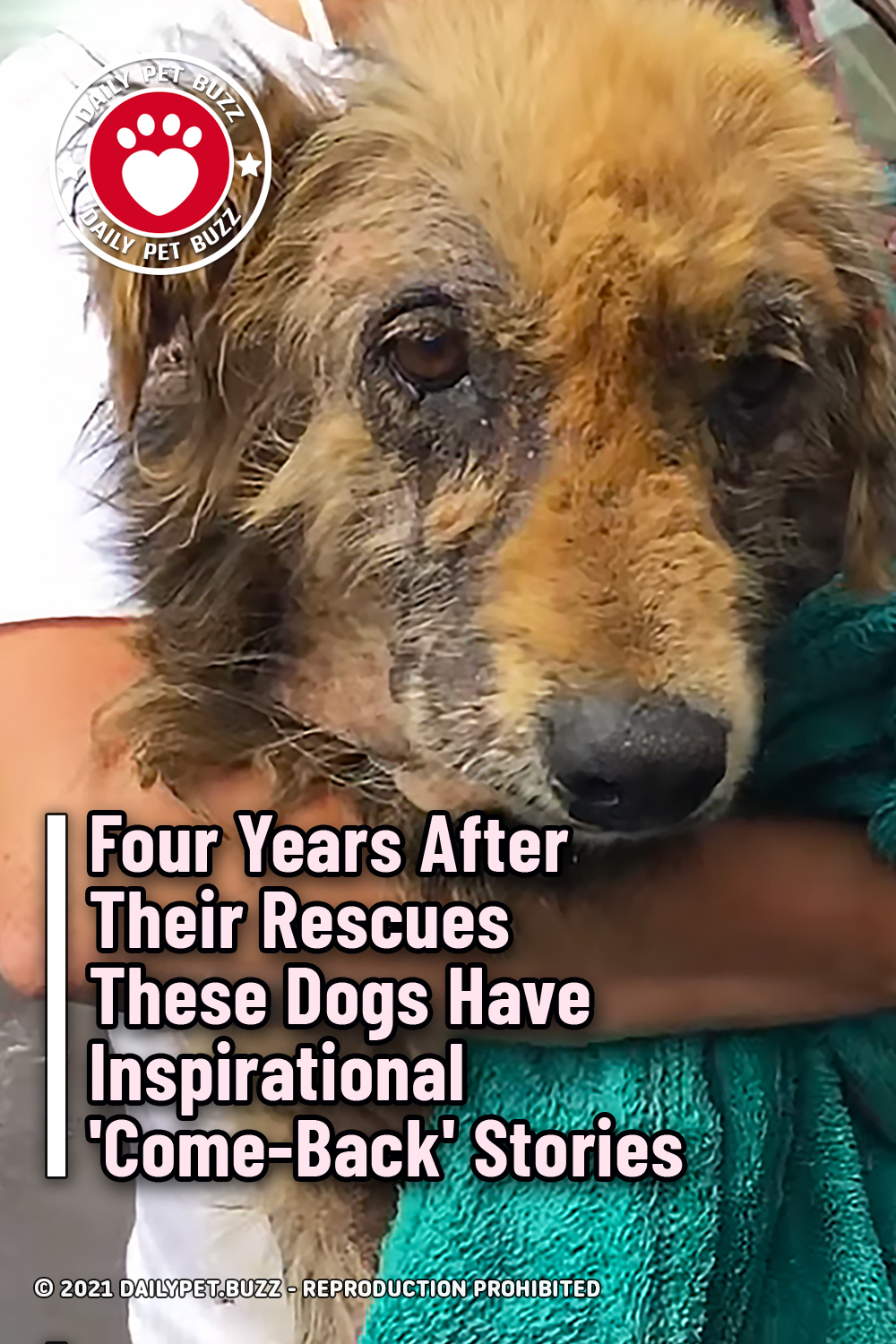 Four Years After Their Rescues These Dogs Have Inspirational \'Come-Back\' Stories