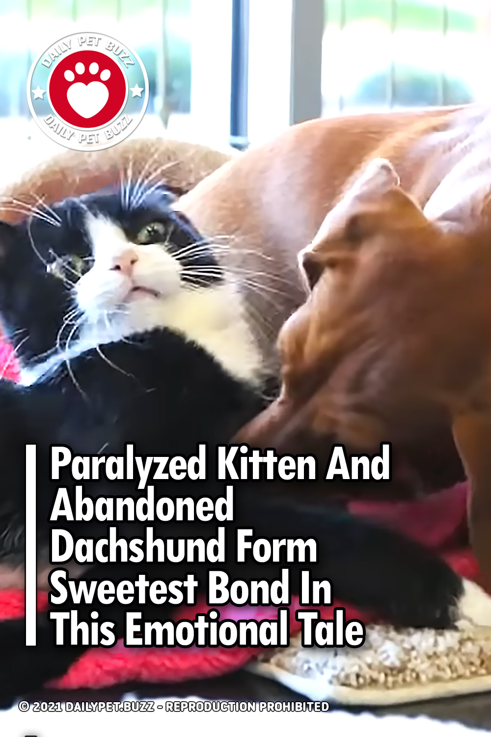 Paralyzed Kitten And Abandoned Dachshund Form Sweetest Bond In This Emotional Tale