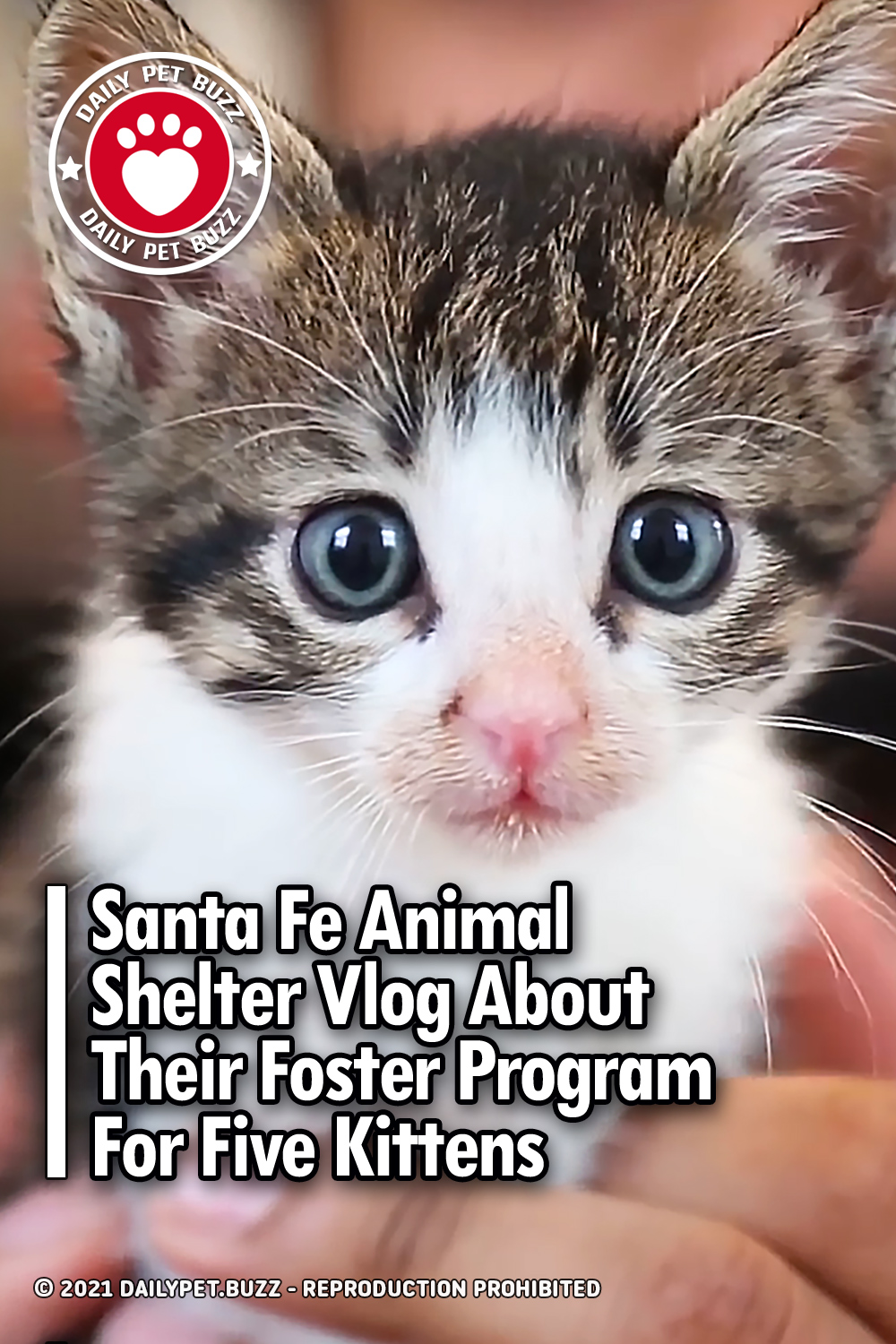 Santa Fe Animal Shelter Vlog About Their Foster Program For Five Kittens