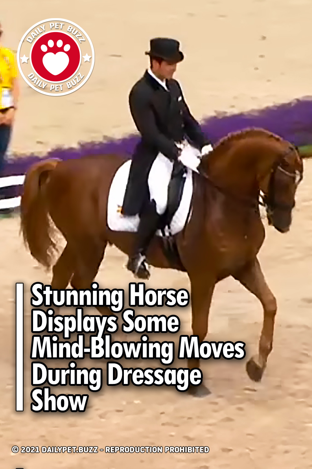 Stunning Horse Displays Some Mind-Blowing Moves During Dressage Show