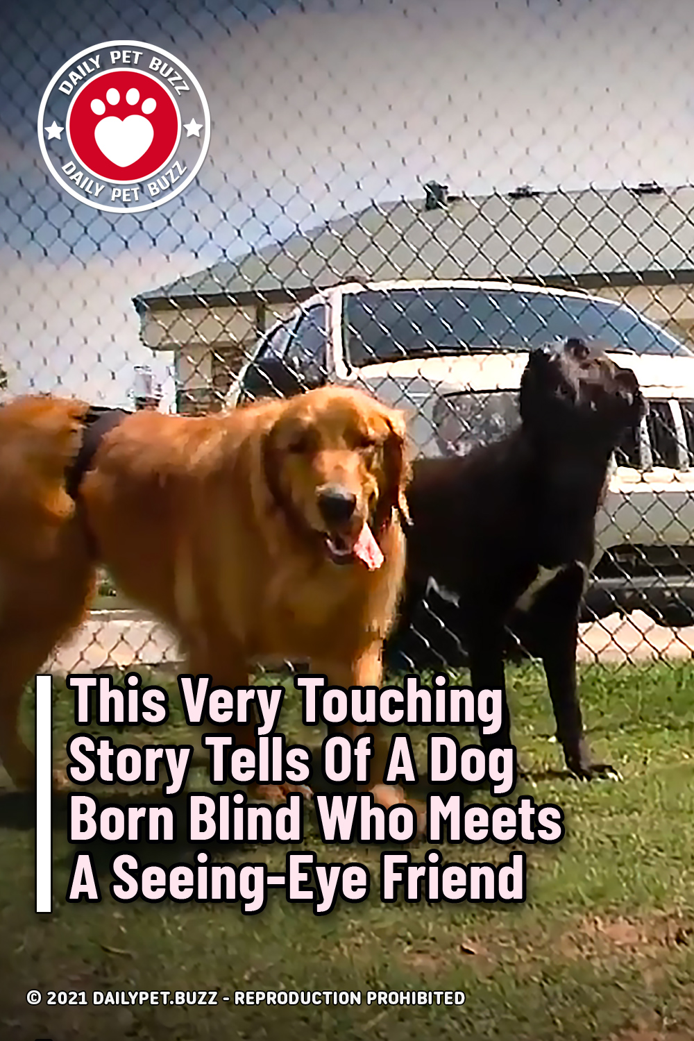This Very Touching Story Tells Of A Dog Born Blind Who Meets A Seeing-Eye Friend