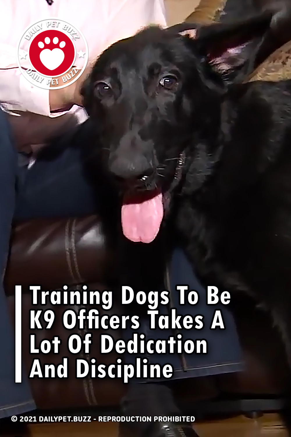 Training Dogs To Be K9 Officers Takes A Lot Of Dedication And Discipline