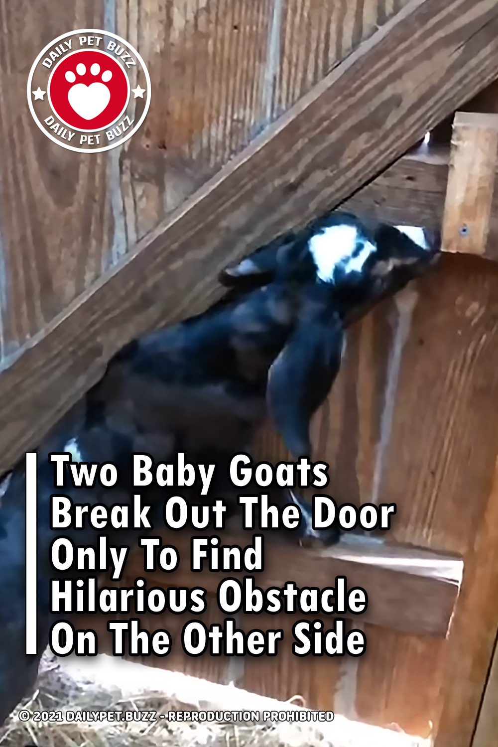 Two Baby Goats Break Out The Door Only To Find Hilarious Obstacle On The Other Side