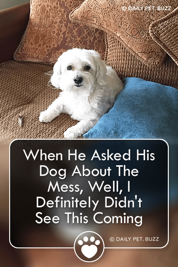 When He Asked His Dog About The Mess, Well, I Definitely Didn\'t See This Coming