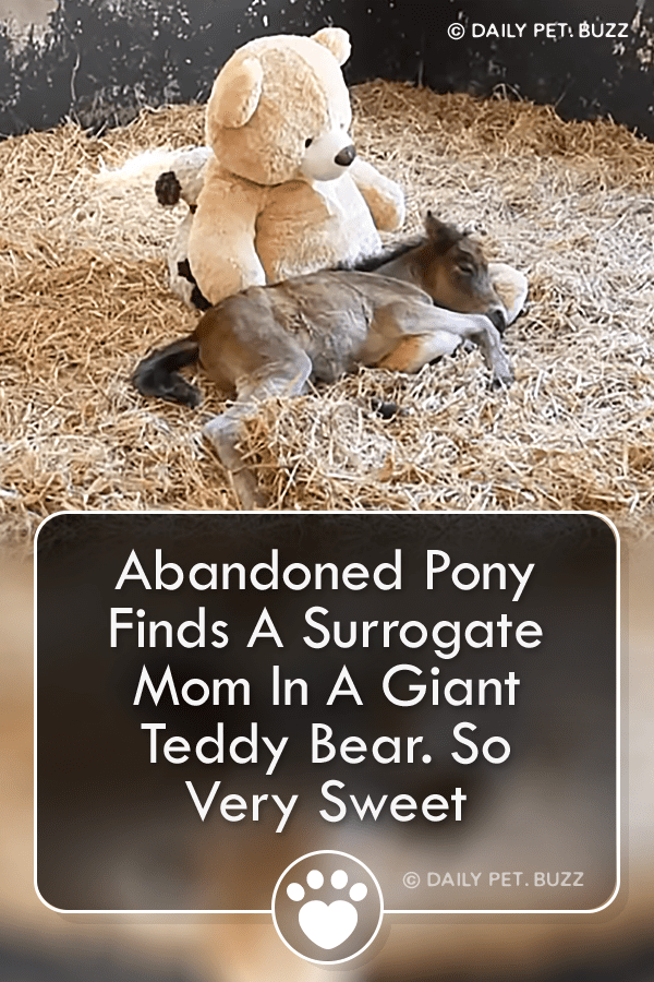 Abandoned Pony Finds A Surrogate Mom In A Giant Teddy Bear. So Very Sweet