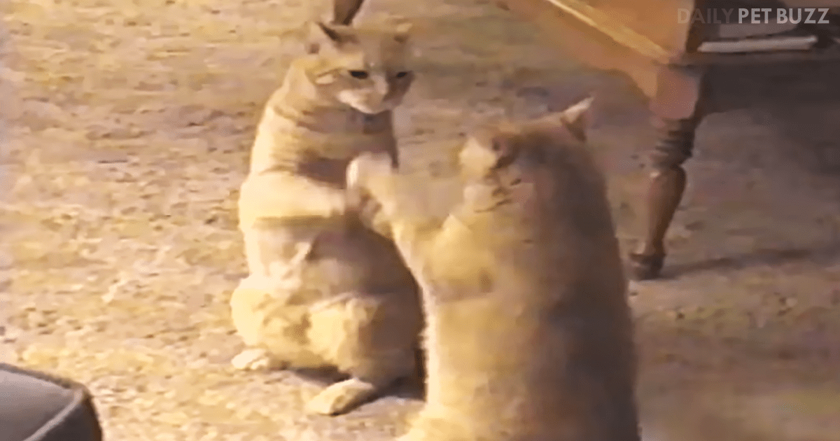 Twin Cats Play Incredibly Perfect Game Of Patty-Cake