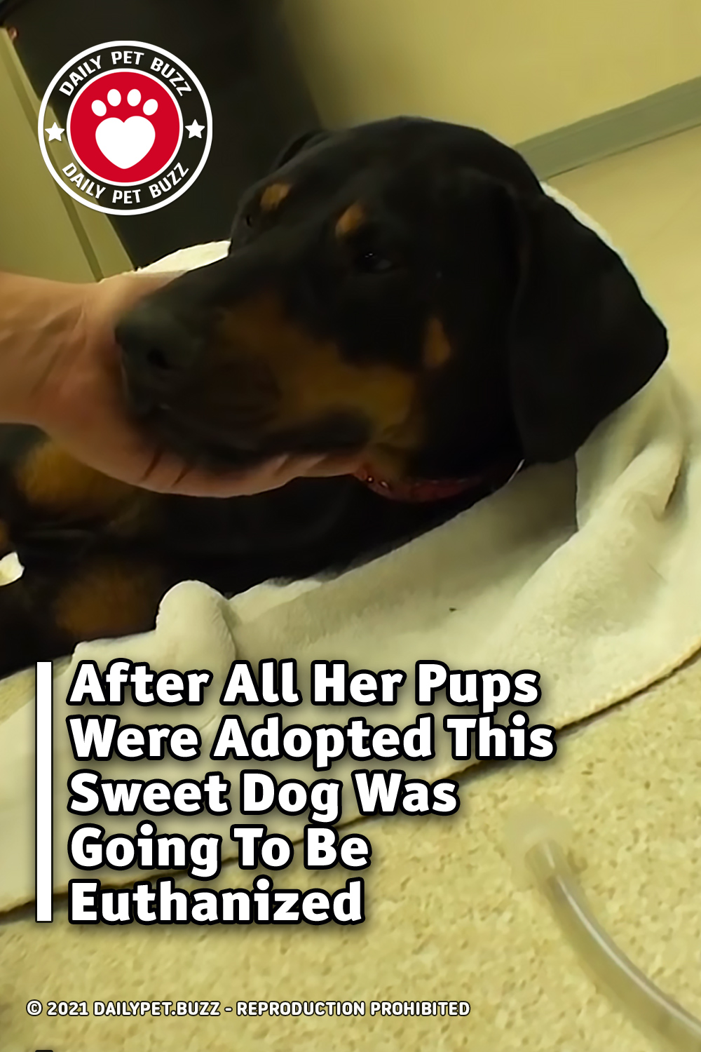 After All Her Pups Were Adopted This Sweet Dog Was Going To Be Euthanized