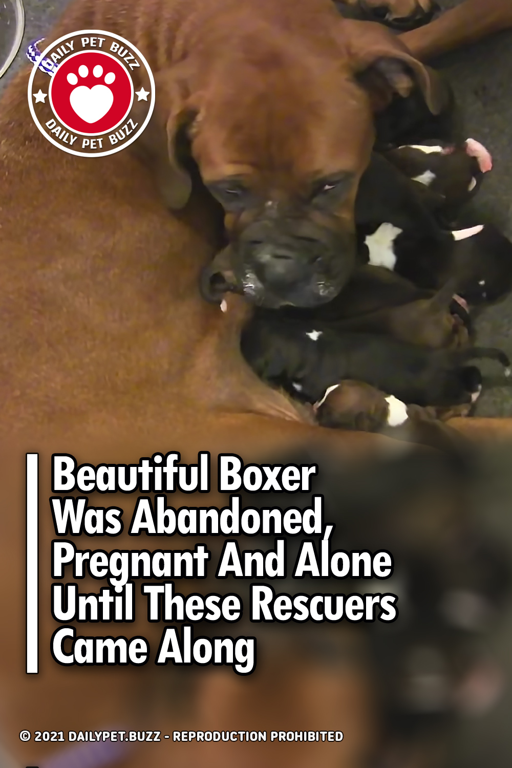 Beautiful Boxer Was Abandoned, Pregnant And Alone Until These Rescuers Came Along