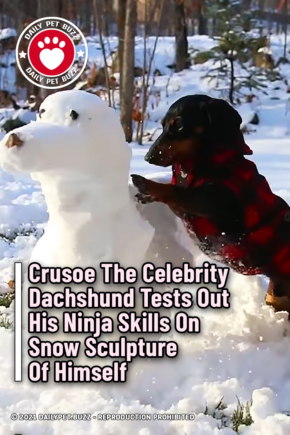Crusoe The Celebrity Dachshund Tests Out His Ninja Skills On Snow Sculpture Of Himself