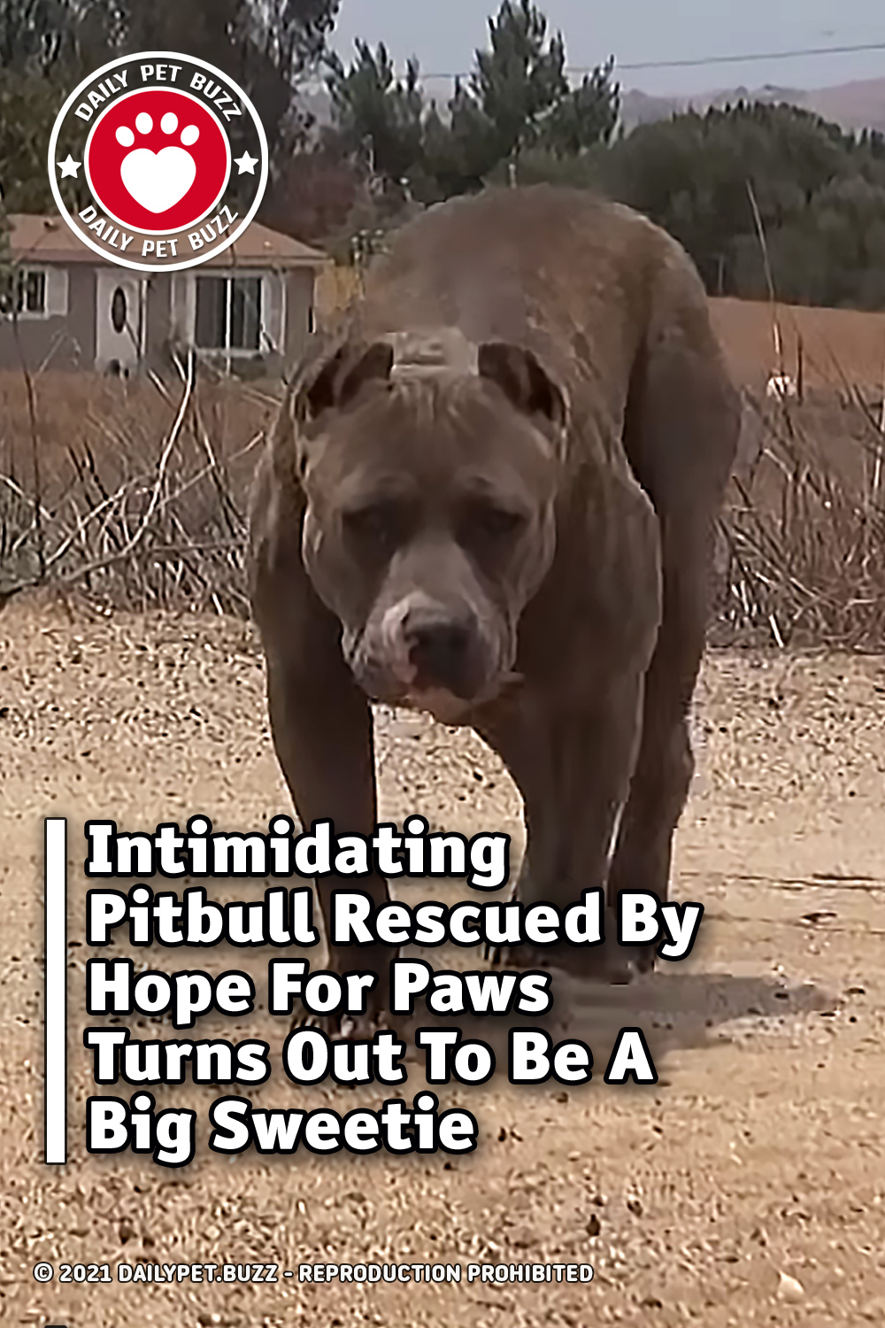 Intimidating Pitbull Rescued By Hope For Paws Turns Out To Be A Big Sweetie