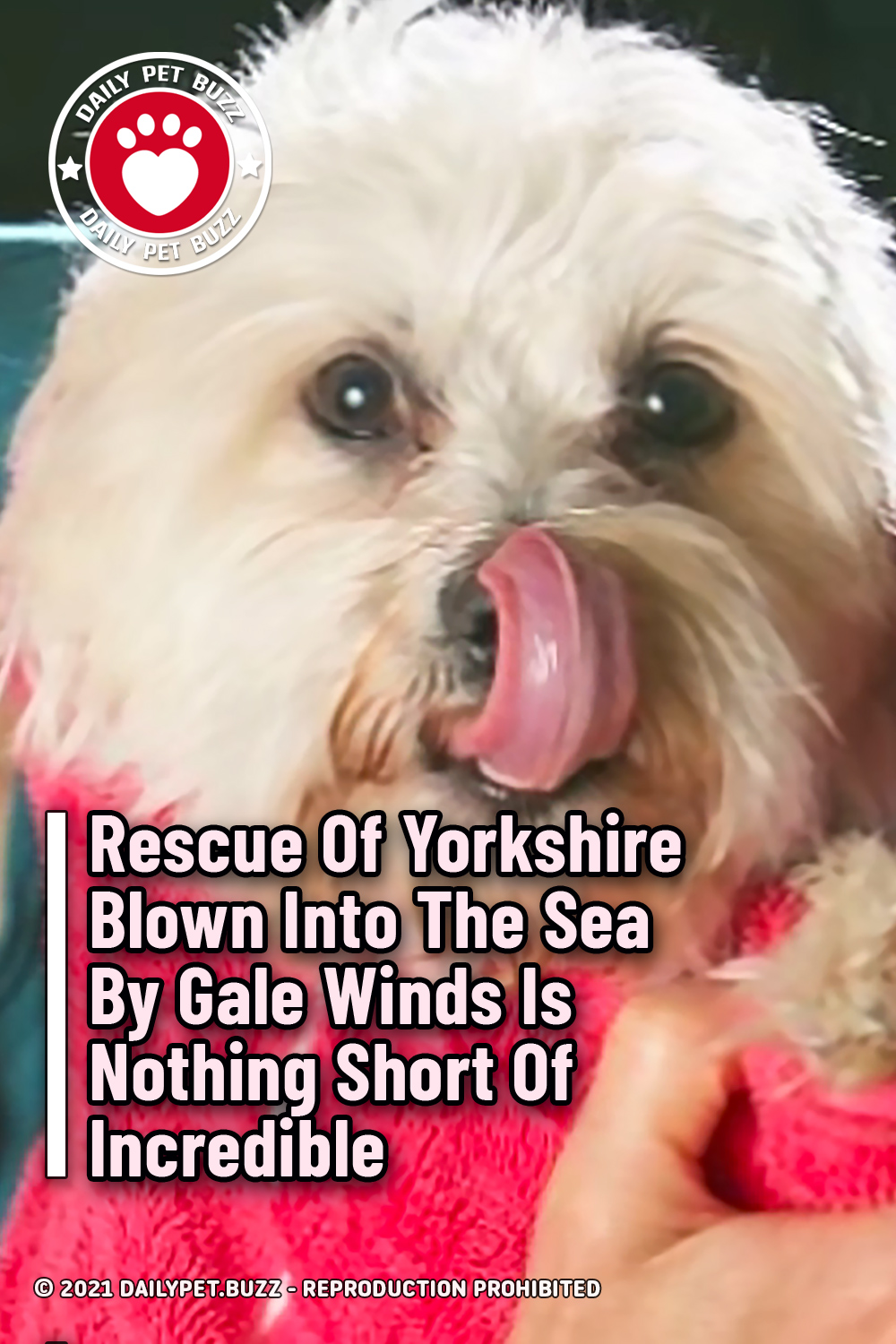 Rescue Of Yorkshire Blown Into The Sea By Gale Winds Is Nothing Short Of Incredible