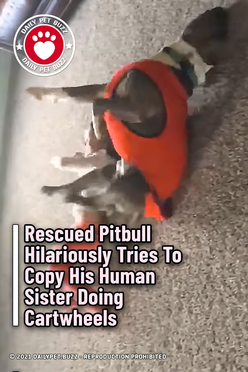 Rescued Pitbull Hilariously Tries To Copy His Human Sister Doing Cartwheels
