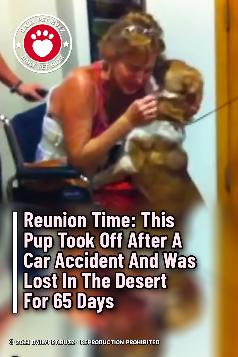 Reunion Time: This Pup Took Off After A Car Accident And Was Lost In The Desert For 65 Days