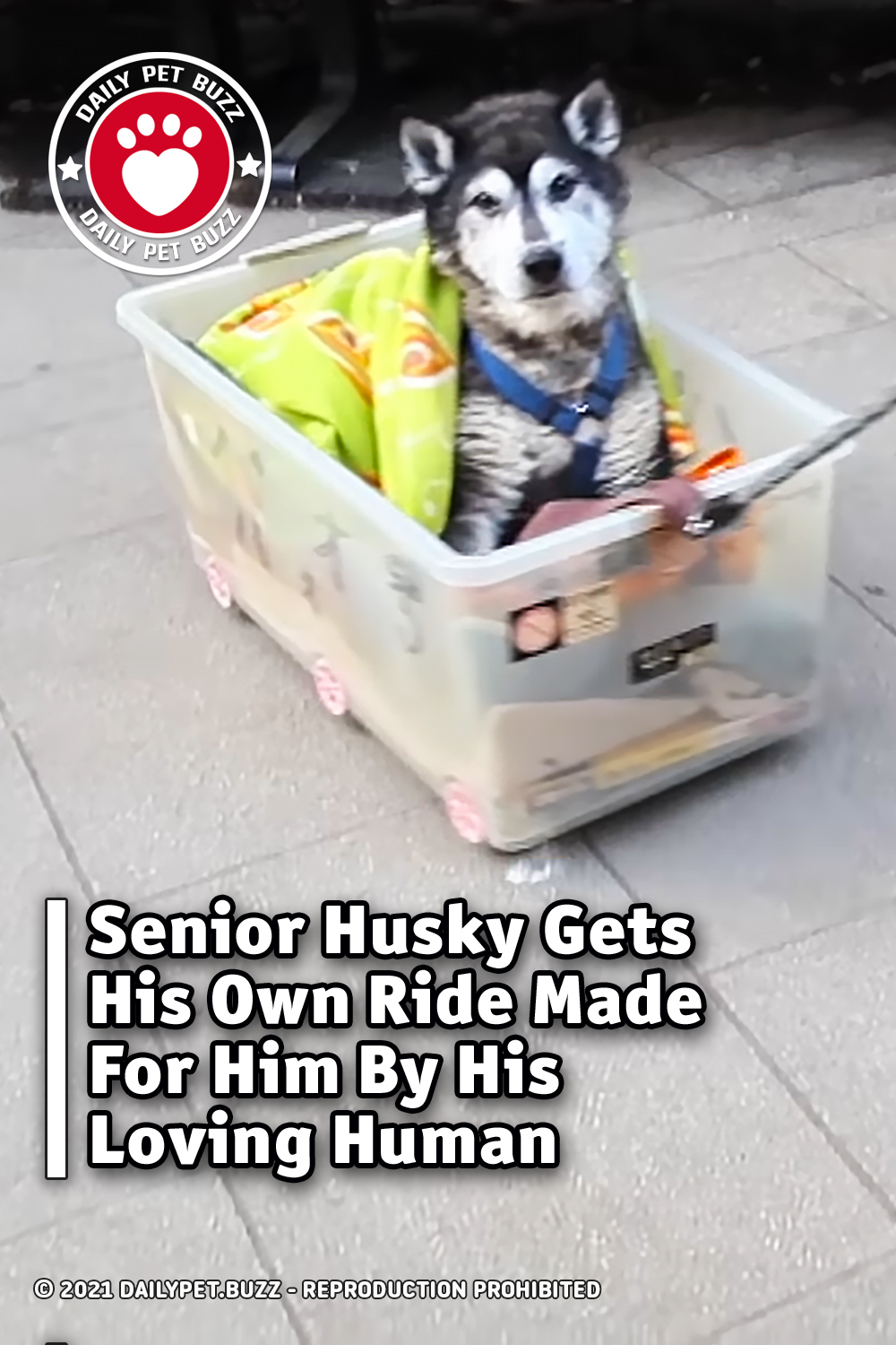 Senior Husky Gets His Own Ride Made For Him By His Loving Human