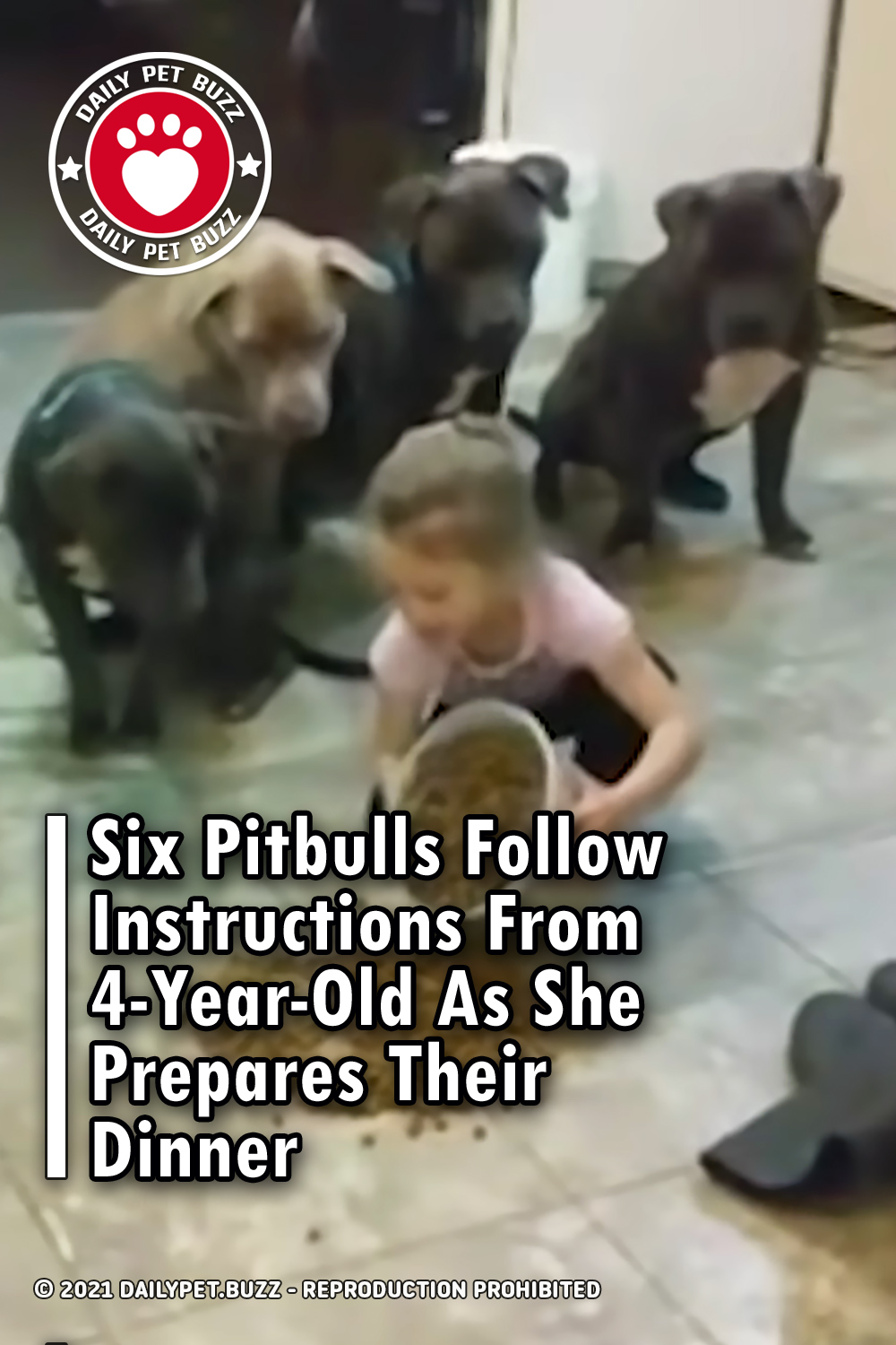 Six Pitbulls Follow Instructions From 4-Year-Old As She Prepares Their Dinner