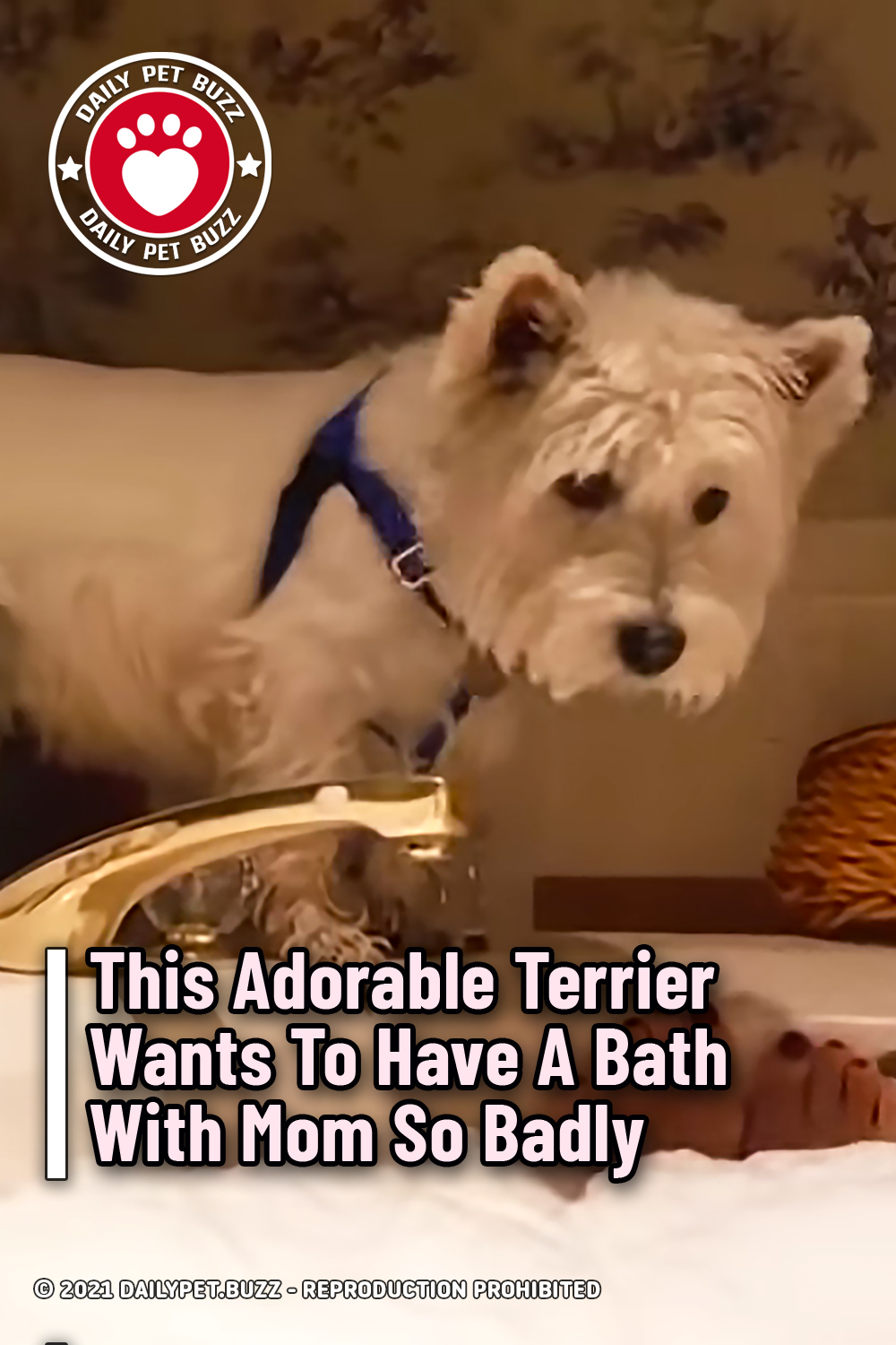 This Adorable Terrier Wants To Have A Bath With Mom So Badly