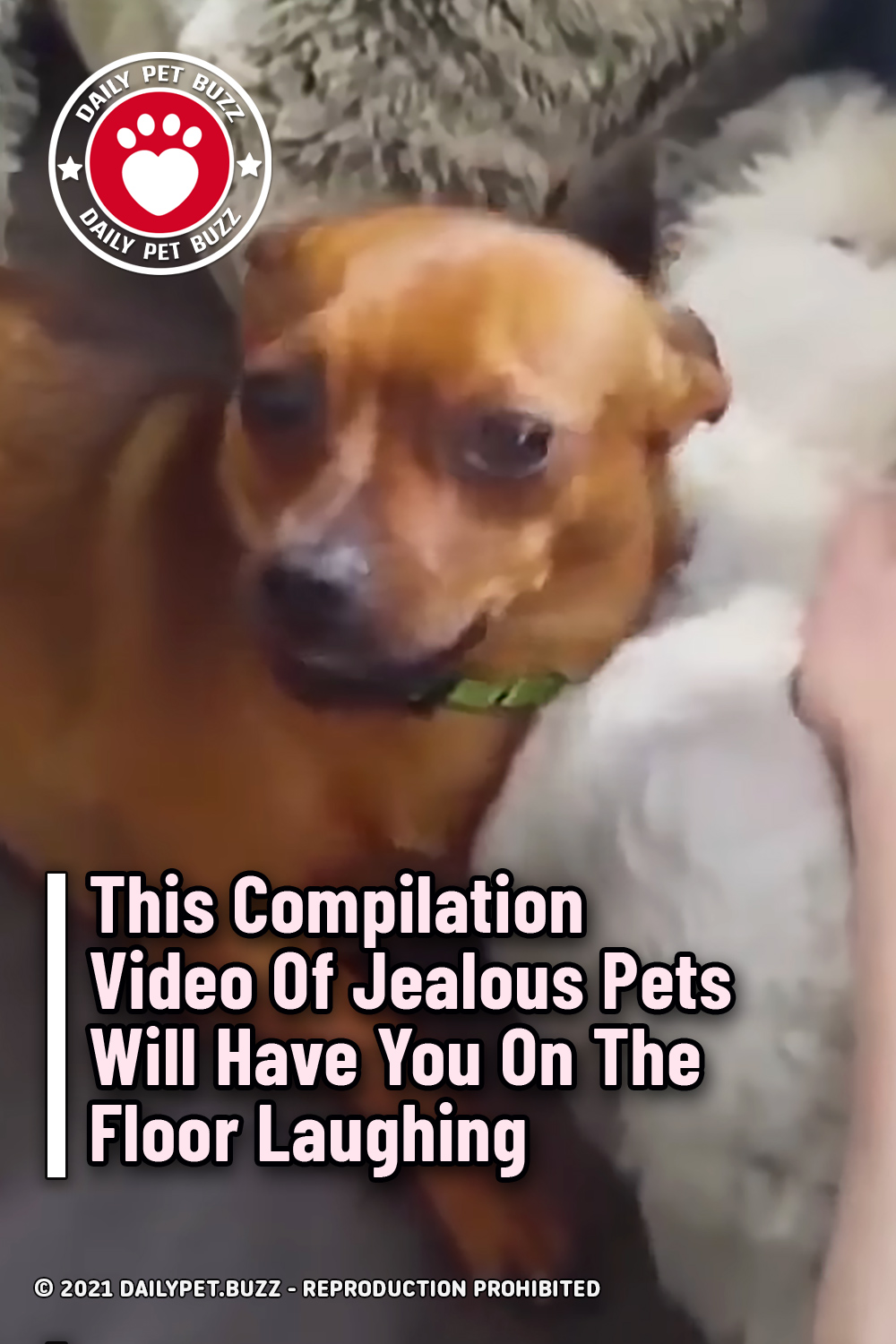 This Compilation Video Of Jealous Pets Will Have You On The Floor Laughing
