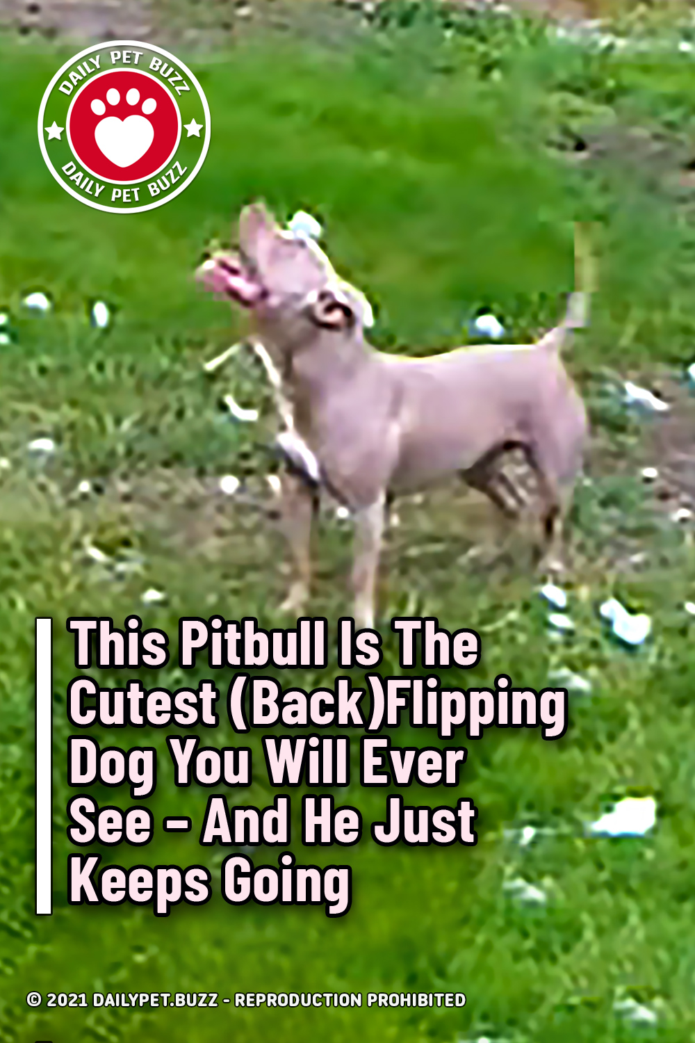 This Pitbull Is The Cutest (Back)Flipping Dog You Will Ever See – And He Just Keeps Going