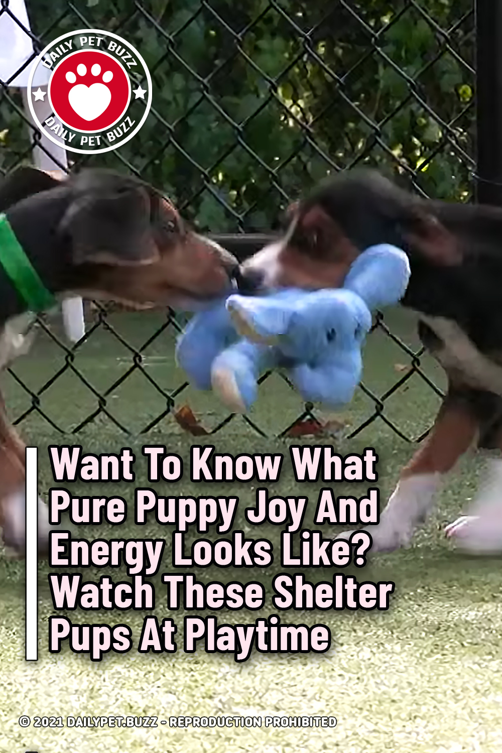 Want To Know What Pure Puppy Joy And Energy Looks Like? Watch These Shelter Pups At Playtime