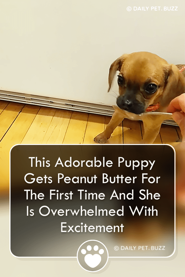 This Adorable Puppy Gets Peanut Butter For The First Time And She Is Overwhelmed With Excitement